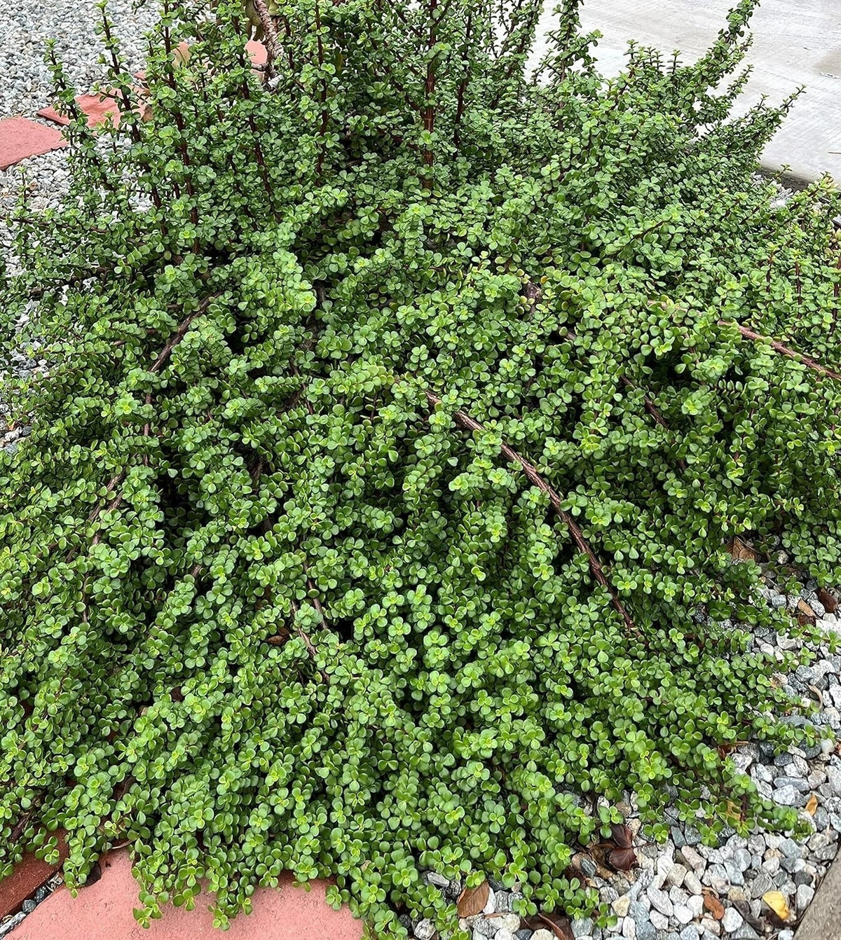 20 Cuttings Elephant Bush Succulent Red Stem Plants Portulacaria afra for Indoor Gardening