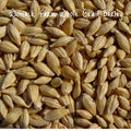 Organic Barley Seeds - Whole Grain for Cat Grass, Non-GMO, Indoor & Outdoor Growing, Hordeum vulgare, 300+ Seeds Starter Pack