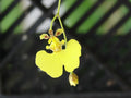 Oncidium prionochilum Bare Root Orchid Plants - Blooming Size, Fragrant Flowers, Epiphytic, Collectors & Enthusiasts