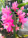 Rare Orchid Cactus Live Plant & Cutting – German Empress Epiphyllum, Rooted Variety, Indoor Houseplant, Epiphyllum oxypetalum