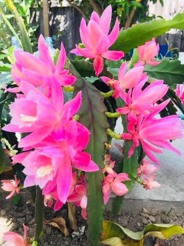 Rare Orchid Cactus Live Plant & Cutting – German Empress Epiphyllum, Rooted Variety, Indoor Houseplant, Epiphyllum oxypetalum