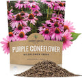 Purple Coneflower Seeds - Extra Large Packet - Echinacea purpurea - Over 1 Ounce