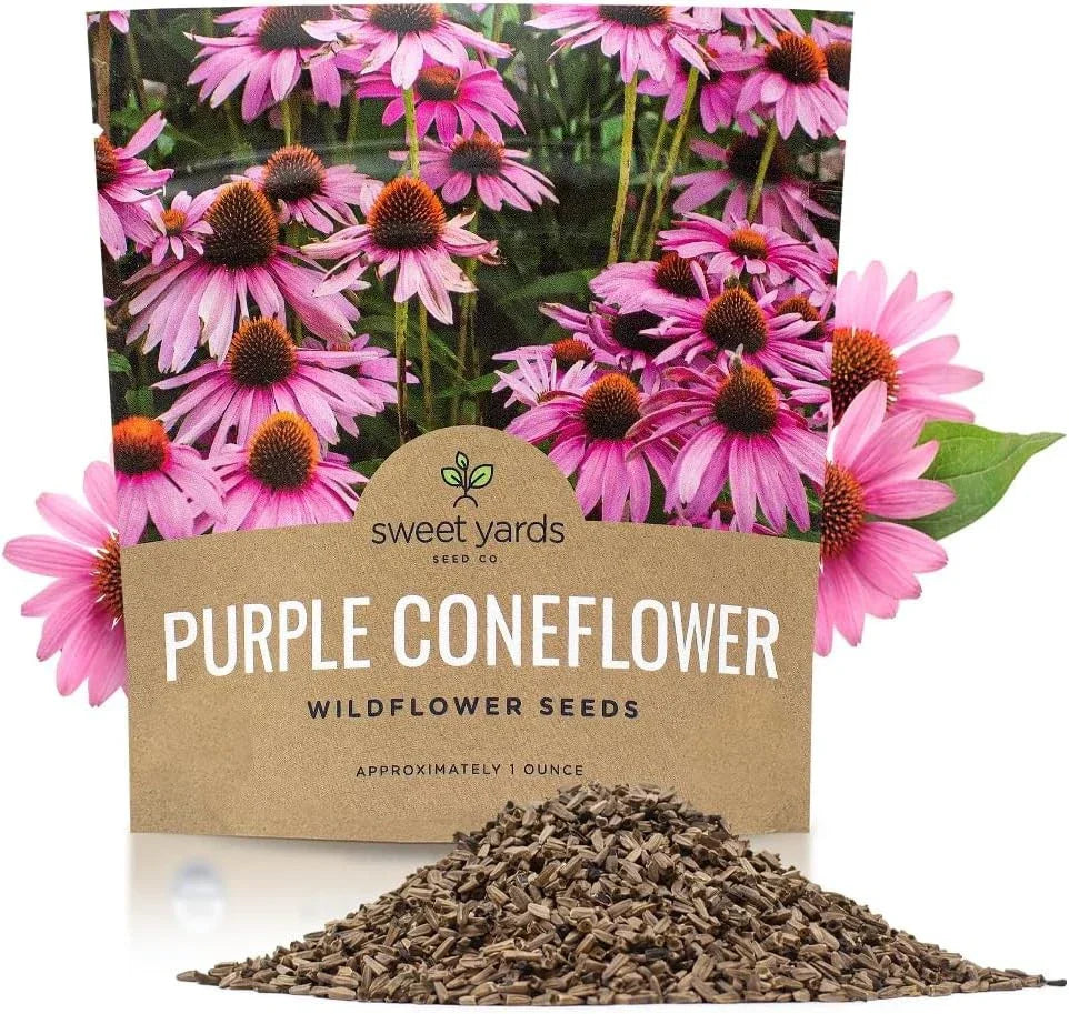 Purple Coneflower Seeds - Extra Large Packet - Echinacea purpurea - Over 1 Ounce