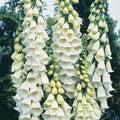 Alba Foxglove Seeds, Digitalis purpurea 'Alba', Non-GMO Flower Seeds for Borders & Cottage Gardens, Summer Bloom, 100-2000 Seeds