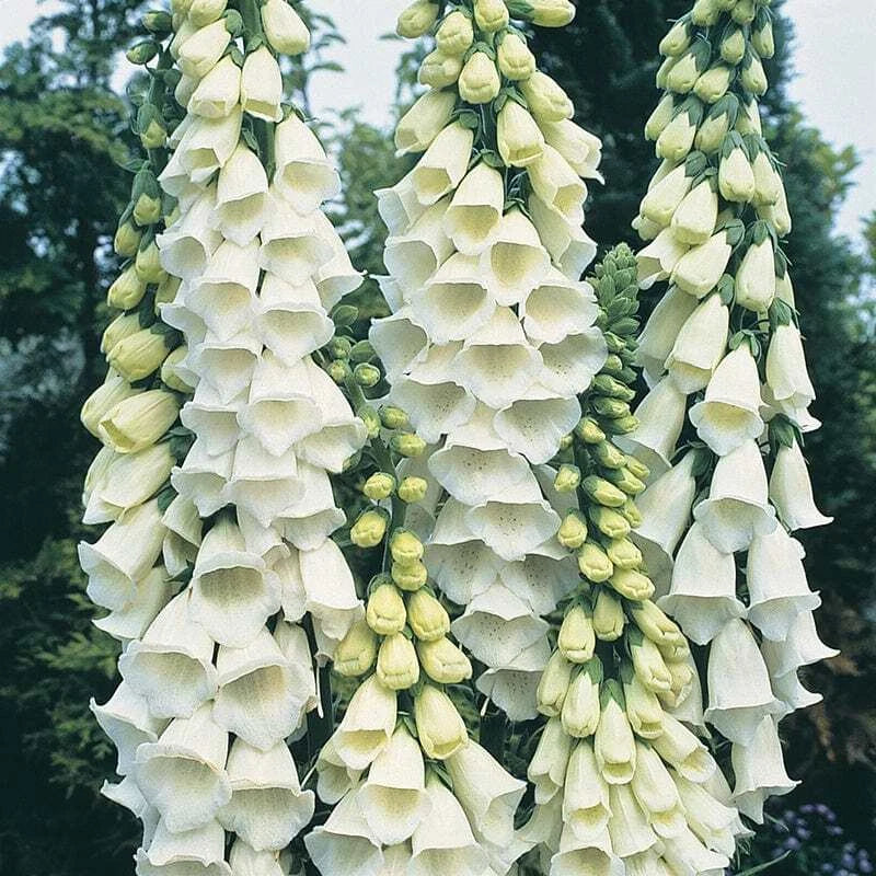 Alba Foxglove Seeds, Digitalis purpurea 'Alba', Non-GMO Flower Seeds for Borders & Cottage Gardens, Summer Bloom, 100-2000 Seeds