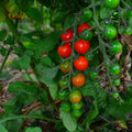 Sweetie Cherry Tomato Seeds - Non-GMO Heirloom Variety, Solanum lycopersicum, Compact Growth, Super Sweet, for Containers & Gardens
