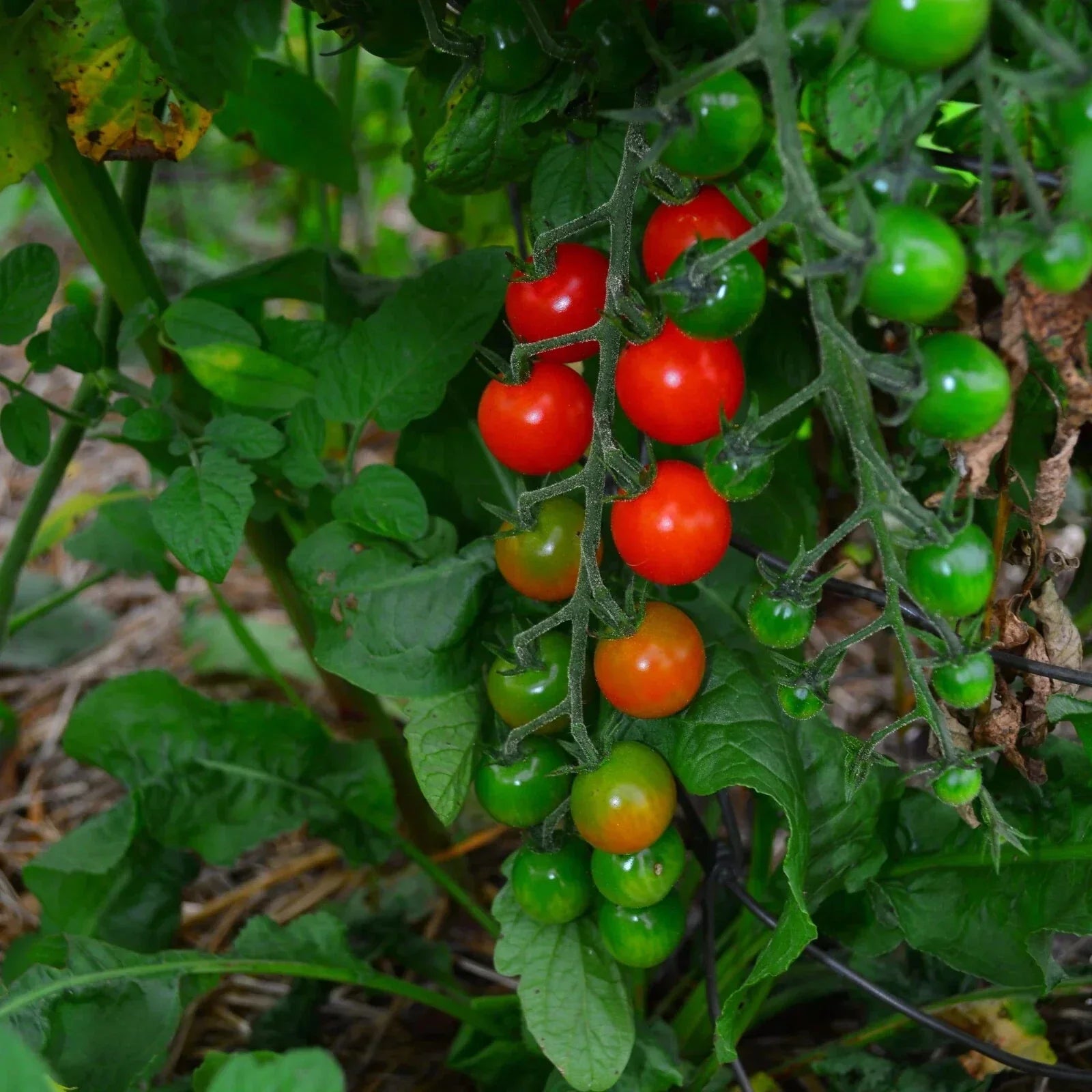 Sweetie Cherry Tomato Seeds - Non-GMO Heirloom Variety, Solanum lycopersicum, Compact Growth, Super Sweet, for Containers & Gardens