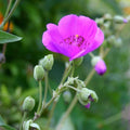X-LARGE Calandrinia Spectabilis Rock Purslane 6" Unrooted Cutting Drought-Tolerant Succulent Plant