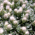 500 Antennaria Seeds - White Pussytoes Perennial Ground Cover - Antennaria dioica - Drought-Tolerant, Low-Growing, Rock Garden Plant