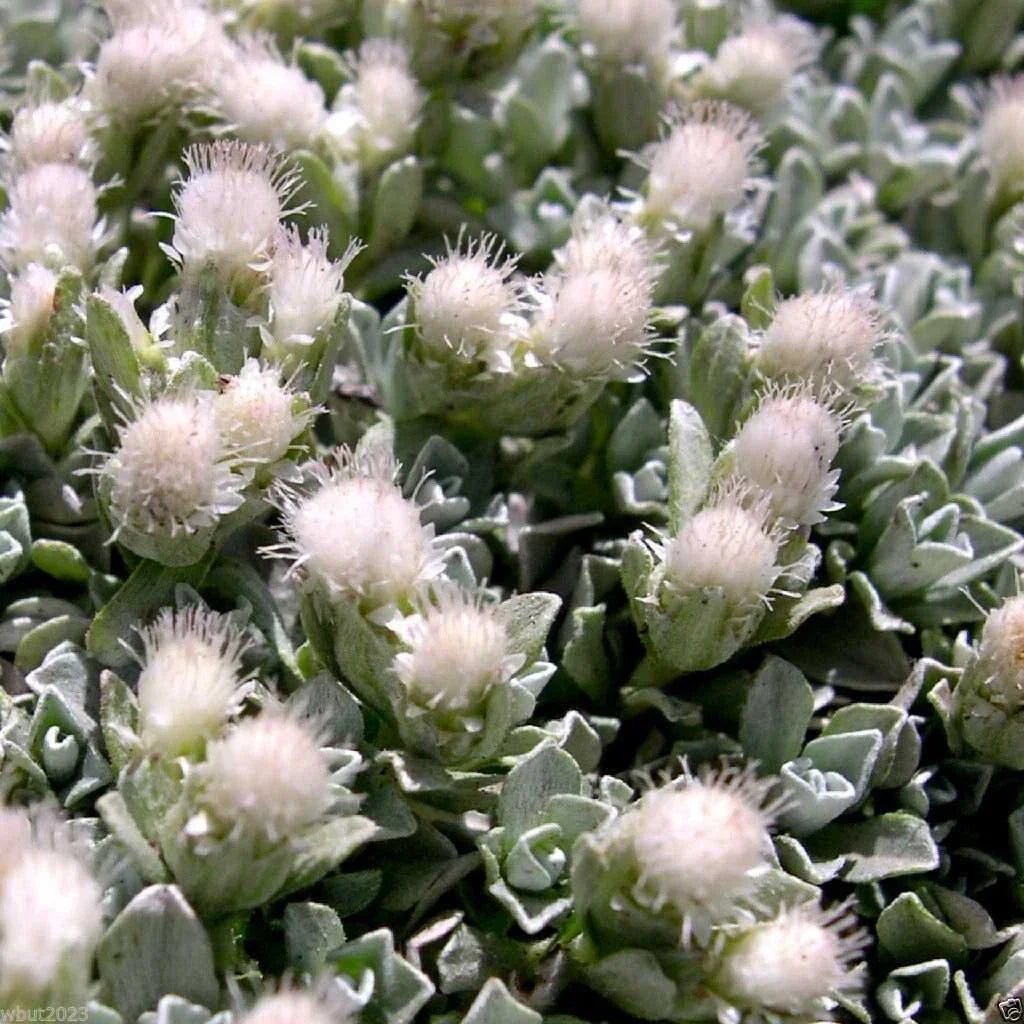 500 Antennaria Seeds - White Pussytoes Perennial Ground Cover - Antennaria dioica - Drought-Tolerant, Low-Growing, Rock Garden Plant