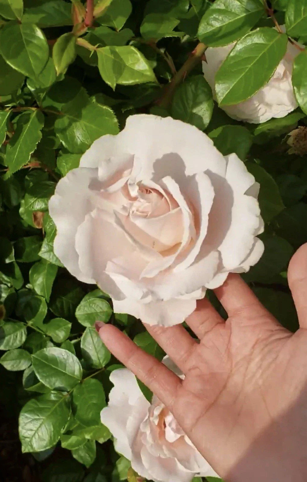 First Crush Rose Plant Cuttings – 3 Fresh Unrooted Rosa 'Parfuma First Crush' for Garden or Container