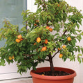 Organic Dwarf Apricot Tree Seeds Pack of 5 Prunus armeniaca for Small Gardens & Containers