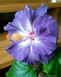 Blue White Hibiscus Seeds - Perennial Flower Seeds for Garden, Hibiscus rosa-sinensis, Blue and White Blooms, 20 Pack