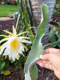 Dragon Fruit Cactus Cutting 8" with Aerial Roots - Hylocereus undatus, Edible Tropical Vine for Indoor & Outdoor Gardening