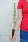 White Spruce Tree Seedling - 11-19 Inches Picea glauca for Landscaping & Reforestation