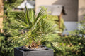 Windmill Palm Bonsai Tree Seeds - 6 Seeds - Trachycarpus fortunei - Hardy Indoor Outdoor Plant for Bonsai Cultivation