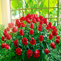 Japanese Red Rose Bush Seeds - Rosa Rugosa Rubra - Hardy Flower Plant for Garden, Bushy, Fragrant Red Blooms, Drought-Resistant
