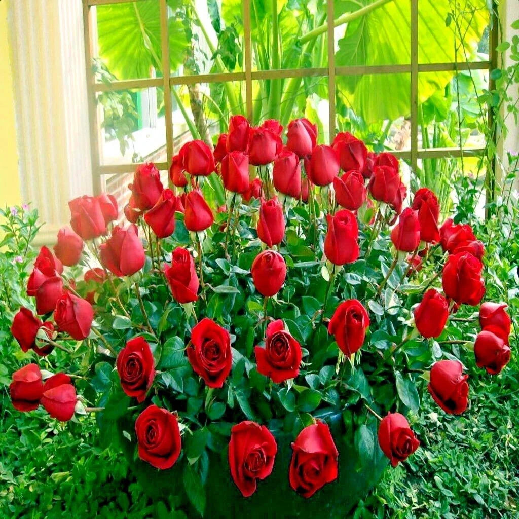 Japanese Red Rose Bush Seeds - Rosa Rugosa Rubra - Hardy Flower Plant for Garden, Bushy, Fragrant Red Blooms, Drought-Resistant