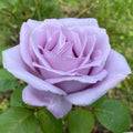 Blue Girl Rose Live Plant - 1-Gallon Container - Mauve Flowers - Rosa 'Blue Girl' Garden Rose