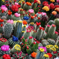 Mixed Multi-Color Cactus Seeds 100pcs Pack, Succulent Variety, Drought-Tolerant, Indoor & Outdoor Gardening, Cactaceae
