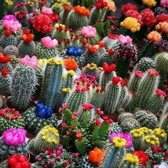 Mixed Multi-Color Cactus Seeds 100pcs Pack, Succulent Variety, Drought-Tolerant, Indoor & Outdoor Gardening, Cactaceae