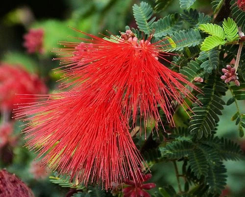 Calliandra Californica Seeds - Baja Fairy Duster - Drought-Tolerant Native Shrub with Red Pom-Pom Flowers, 20+ Seeds