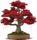 Japanese Red Maple Bonsai Seeds, Acer palmatum, 30+ Seeds for Bonsai & Garden Cultivation