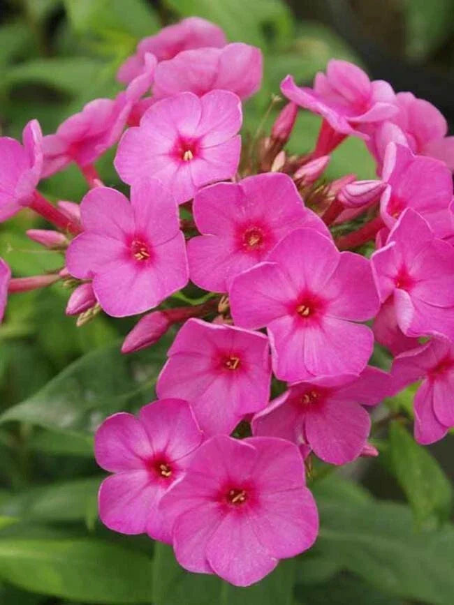 Flame Phlox Seeds - Perennial Flower Seeds for Butterfly Gardens - Phlox paniculata - 50 Seeds
