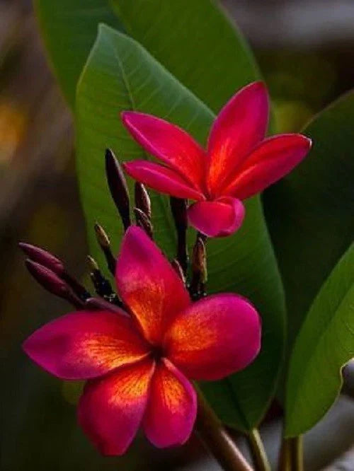 Plumeria Seeds - 5 Dark Pink Orange Frangipani Seeds - Tropical Blooming Plant - Plumeria rubra - US Seller