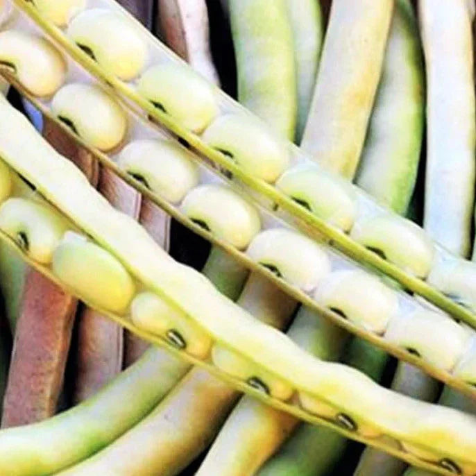 Cream Pea Seeds - Non-GMO Heirloom Pisum sativum, 50+ Seeds for Garden Planting, Sweet & Tender Edible Pods