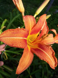Orange Daylily Bulbs - 40 Rhizomes, Hemerocallis Fulva, Perennial Flowers for Gardens & Landscapes