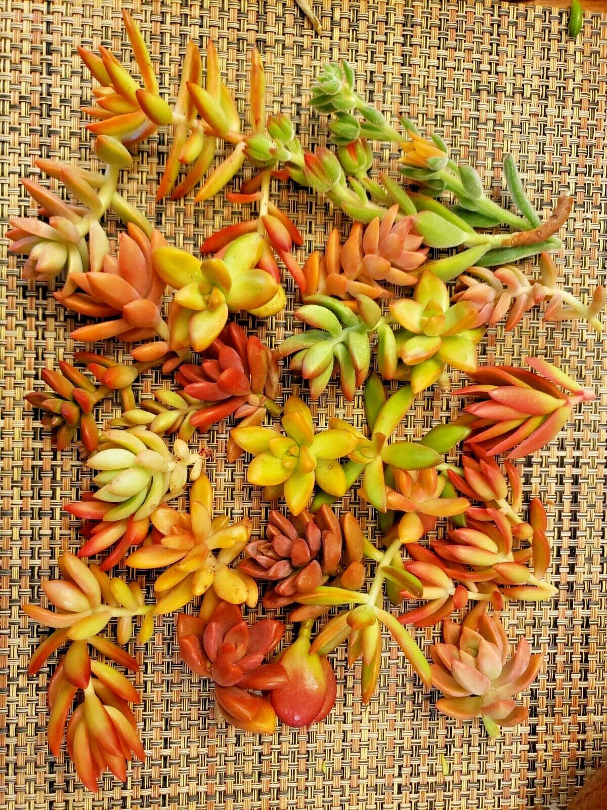 Succulent Cuttings 20-Pack Red-Orange Varieties, Easy Care, Indoor Outdoor, Multiple Species, Party Favors, Eco-Friendly