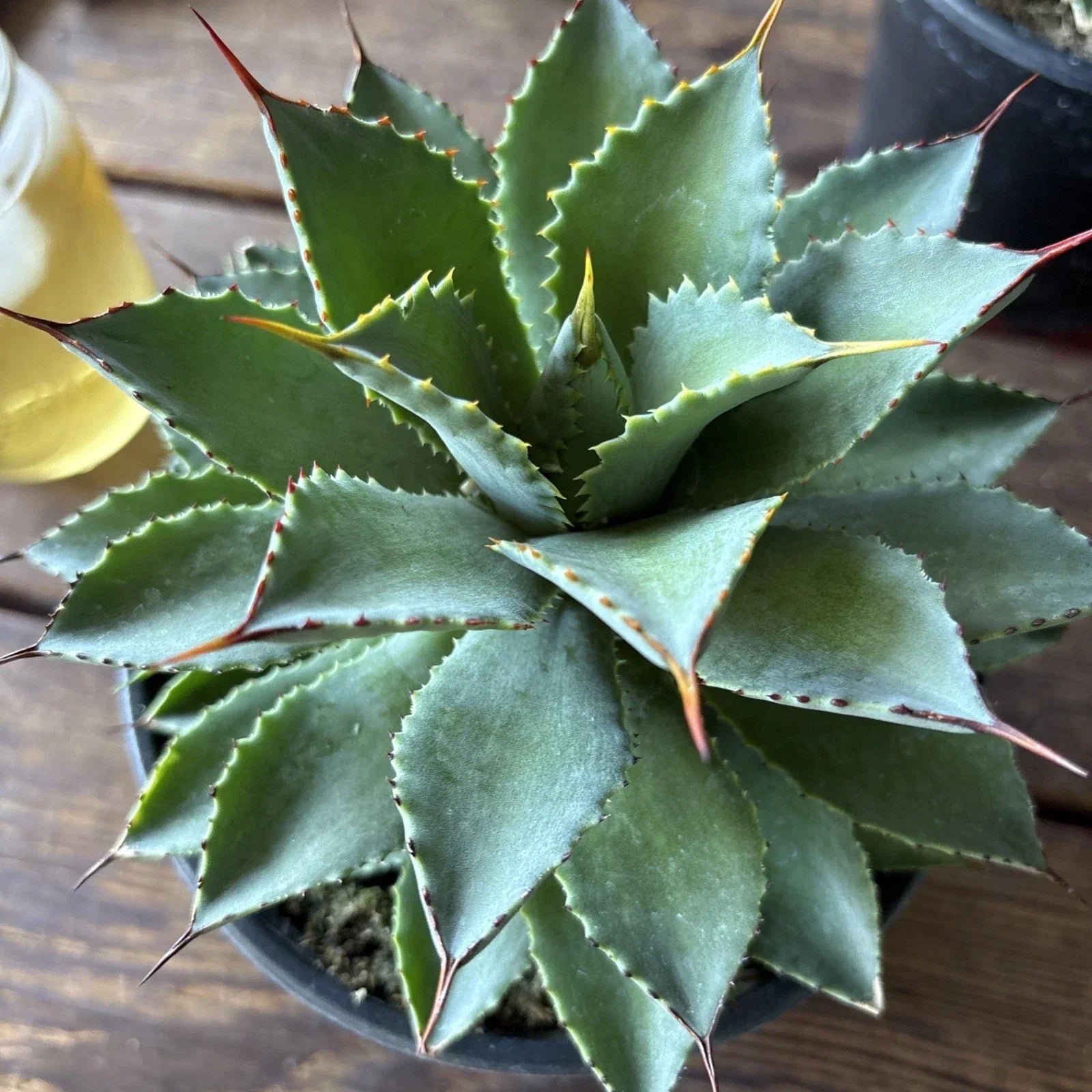 Agave Potatorum Plant 6" Rooted Succulent in Pot for Indoor Outdoor