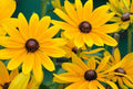 Black Eyed Susan Seeds - 1000 Count Rudbeckia Hirta Wildflower for Gardens, Borders & Meadows