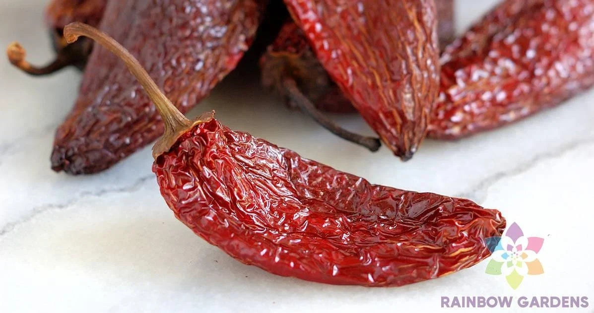 Chipotle Tipico Hot Pepper Seeds – 25+ Pack, Capsicum annuum, Smoky Flavor, Garden Planting, Spicy Salsas & Sauces, USA Grown