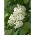 Angel White Lilac Cuttings 5-Pack Syringa vulgaris 'Angel White' Fragrant White Flowers for Propagation