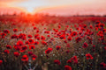 Red Poppy Seeds for Planting - 600 Seeds - Papaver rhoeas - Wildflower Garden Seeds for Borders & Cut Flowers