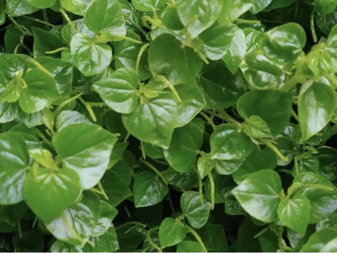 Crab Claw Herb Seeds 500+ Peperomia Pellucida Pepper Elder Indoor Herb Gardening