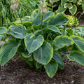 Hosta Wu-La-La Perennial Plant 5.25" Pot, Unique Foliage, Shade Garden, Proven Winners, Well-Rooted Hosta 'Wu-La-La'