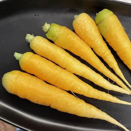 Yellowstone Carrot Seeds - 1000+ Non-GMO Daucus carota Garden Seeds for Home & Urban Farming