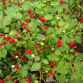 Chiltepin Hot Pepper Seeds - 25+ Pack, Heirloom Capsicum annuum, Spicy Green to Red, Compact Bushy Plant, USA