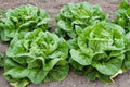 Organic Heirloom Buttercrunch Leaf Lettuce Seeds - Non-GMO, Easy to Grow, Lactuca sativa, Salad Greens Seed Packet