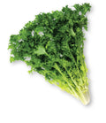 Endive Seeds Pack – 600+ Heirloom Cichorium endivia Green Leafy Vegetable for Salad Gardens