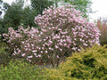 Jane Magnolia Tree - 24" Bare Root Live Plant Magnolia x 'Jane' Reddish-Purple Blooms, Compact, Low Maintenance