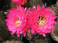 Large Tricocereus Grandiflorus 6" Cactus Plant with 5" Pink Flowers, Blooming Succulent, Trichocereus grandiflorus, Indoor Outdoor Plant