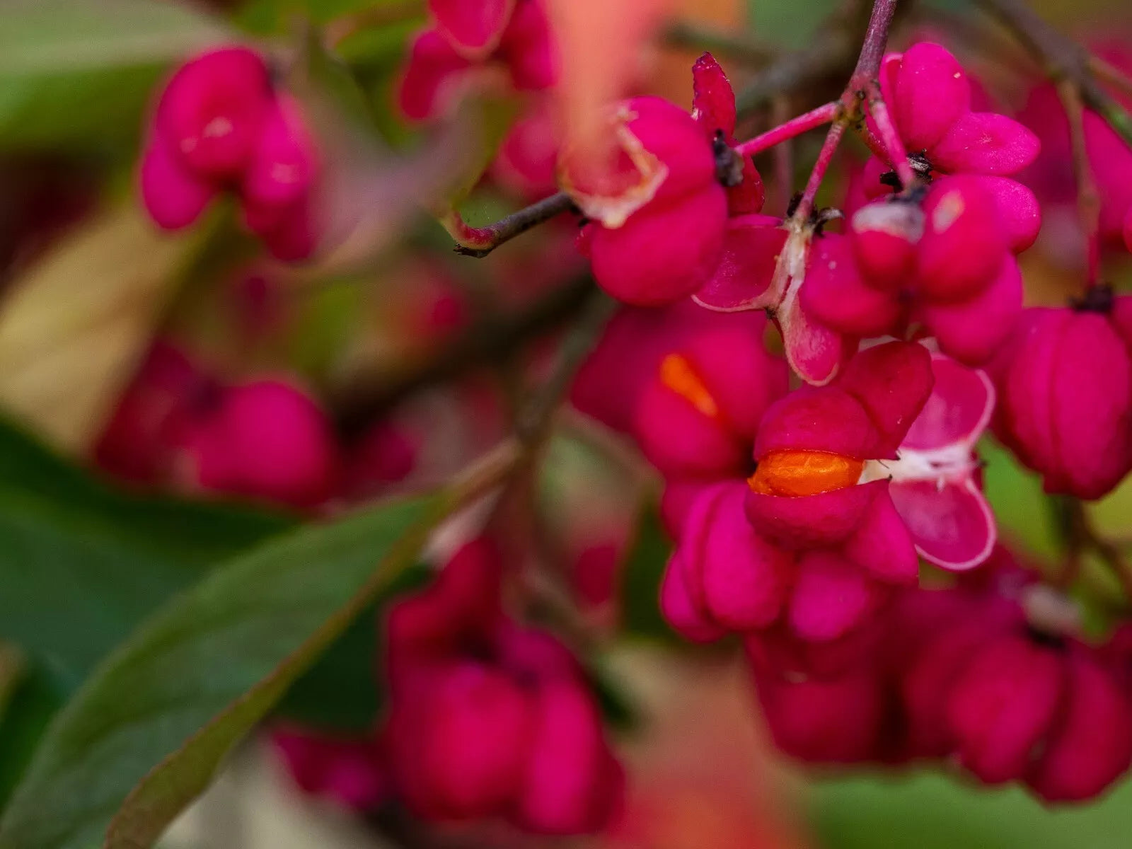 Spindle-Berry Tree Seeds Pack of 10 Euonymus europaeus Hardy Shrub for Gardens Wildlife Attracting Free Shipping