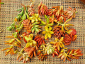 Succulent Cuttings Pack - 30 Varieties in Red, Pink, Orange Colors - Echeveria, Sedum, Graptopetalum