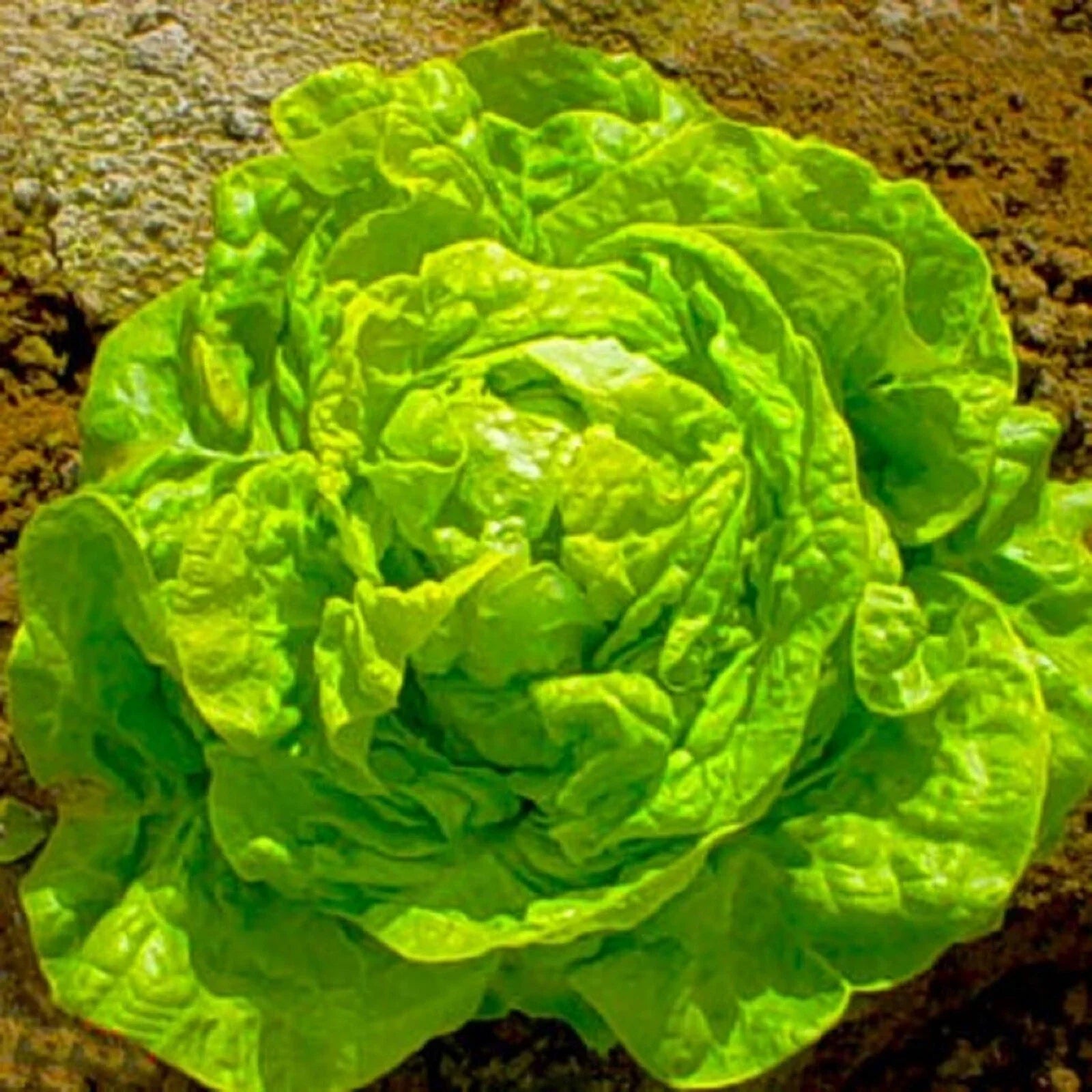 Boston Butterhead Lettuce Seeds - 500+ Non-GMO White Lactuca sativa Seed Packet for Home Gardening