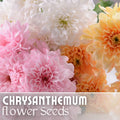 Chrysanthemum Seeds - Soft Pastel Mix - 200+ Flower Seeds - Mum Flower Seeds - Colorful Garden Variety - Chrysanthemum morifolium
