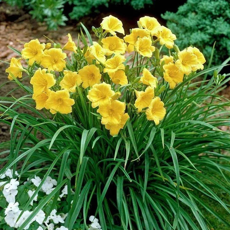 Daylily Plant 4" Pot Orange Blooms Reblooming Hemerocallis 'Happy Returns' Perennial Butterfly Garden